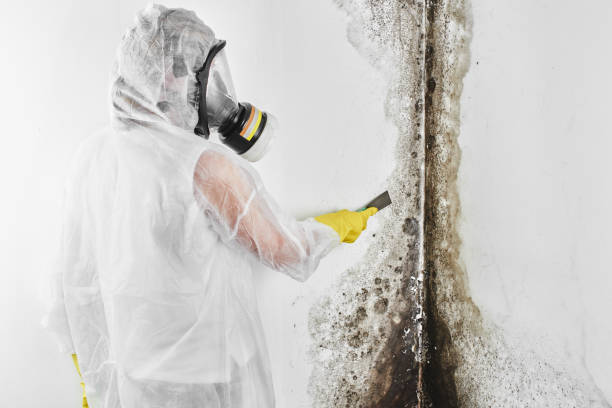 Best Professional Mold Removal  in Whittier, CA