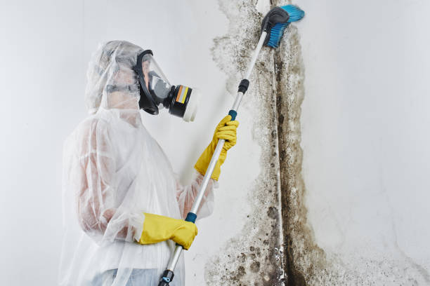 Best Best Mold Removal Companies  in Whittier, CA