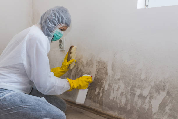 Mold Removal Process in Whittier, CA