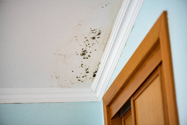 Best Fast Mold Removal  in Whittier, CA