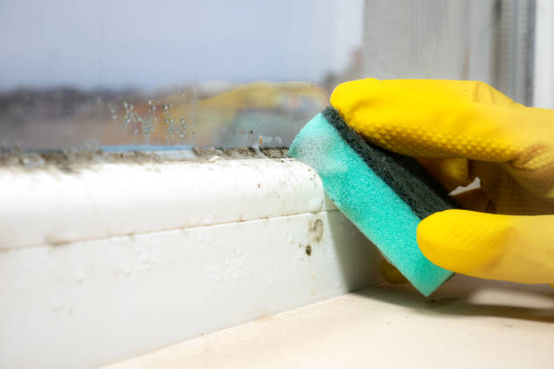 Best Black Mold Removal  in Whittier, CA