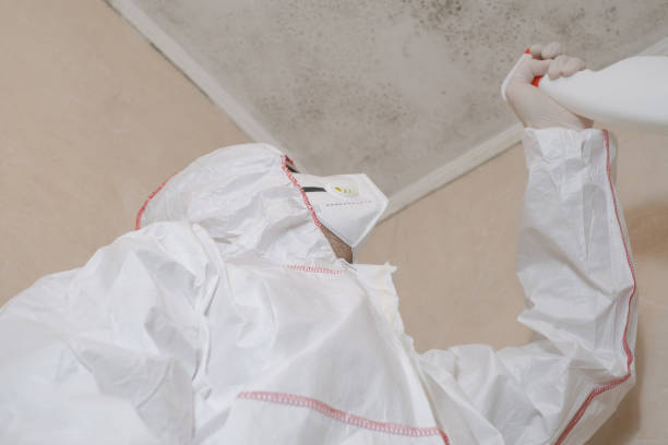Reliable Whittier, CA Mold Removal Solutions
