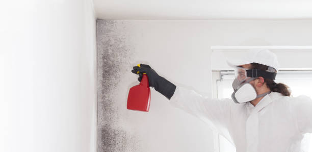 Mold Removal and Inspection in Whittier, CA