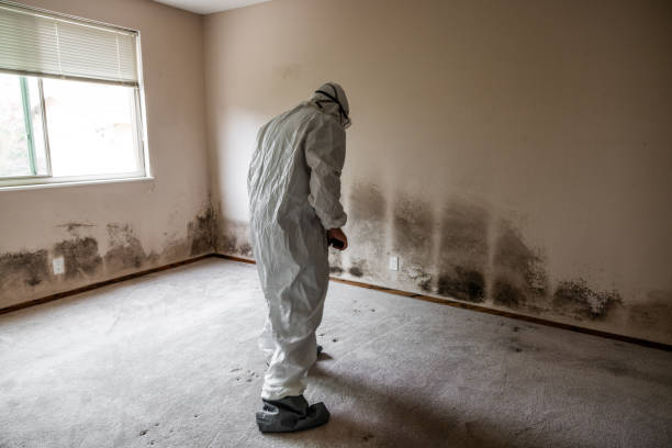 Best Toxic Mold Removal  in Whittier, CA